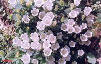 /album/wildflowers/campanula-incurva-pilio-jpg/